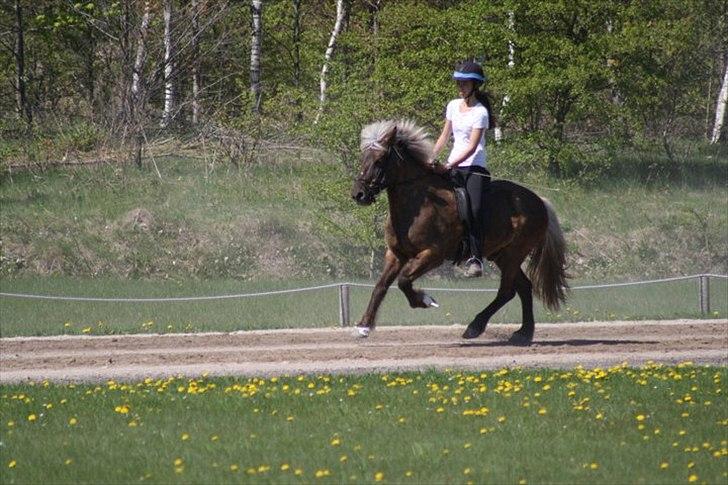 Islænder Faxi fra Ejsing Mark  - bassen i galop <3  billede 18