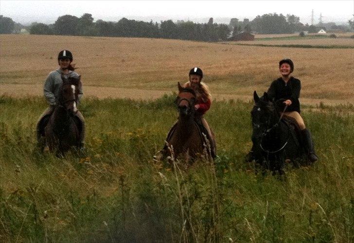 Anden særlig race Pretty Princess SOLGT billede 20