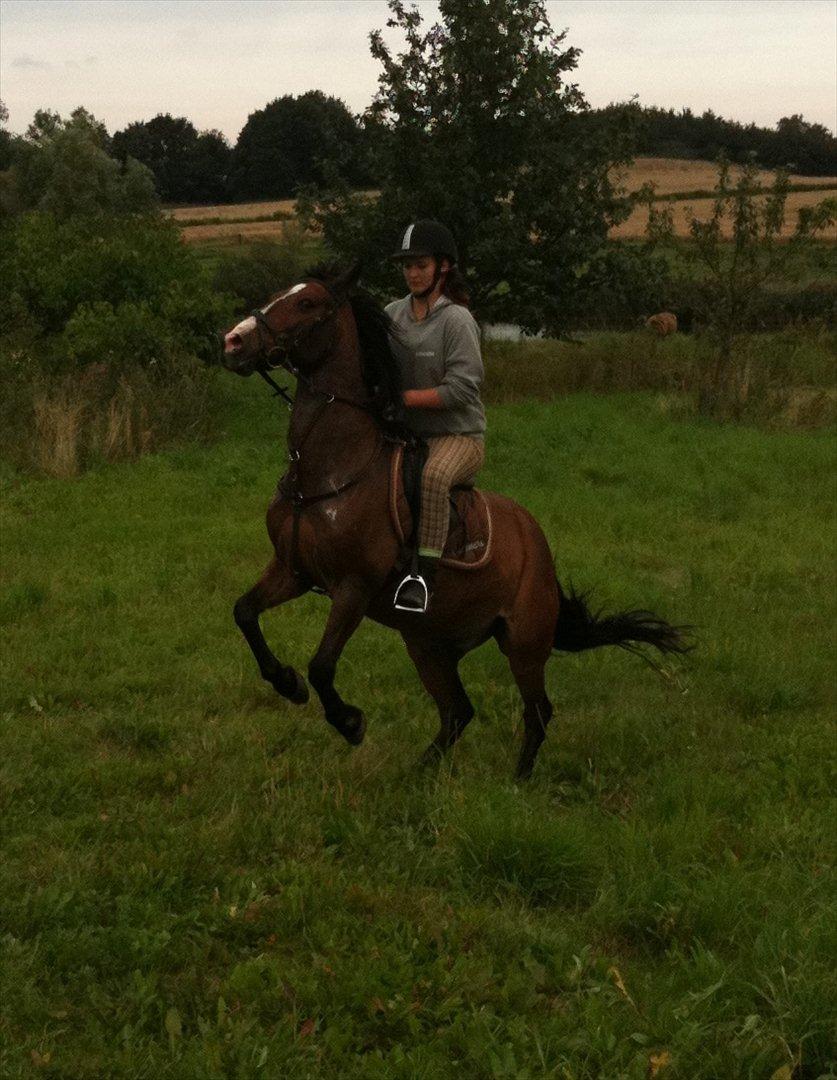 DSP Kahsmir SOLGT billede 9