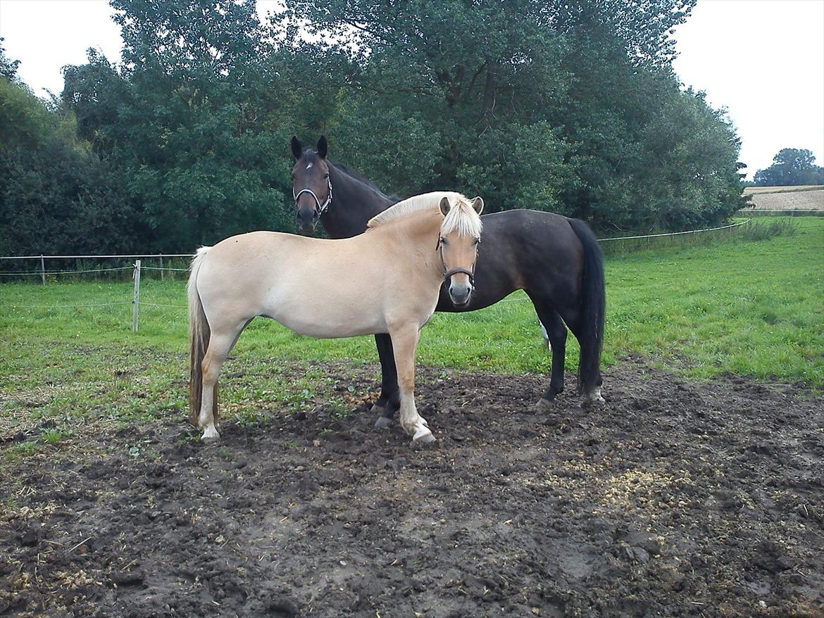 Fjordhest ROMEO´S ELKE - NYT Elke og Star på fold sammen det nye sted. :D billede 20