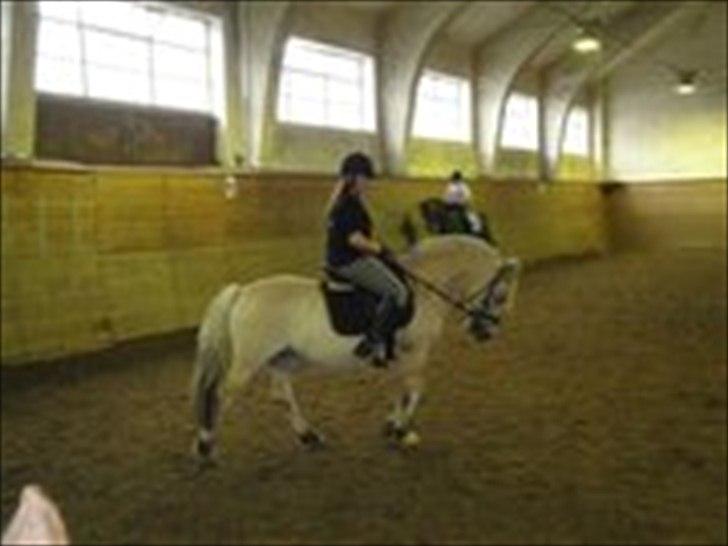 Fjordhest Pouline - <3
- Beklager kvaliteten.. billede 6