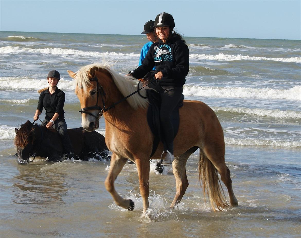 Haflinger Nordan`s Aurora *EM GULD* billede 14