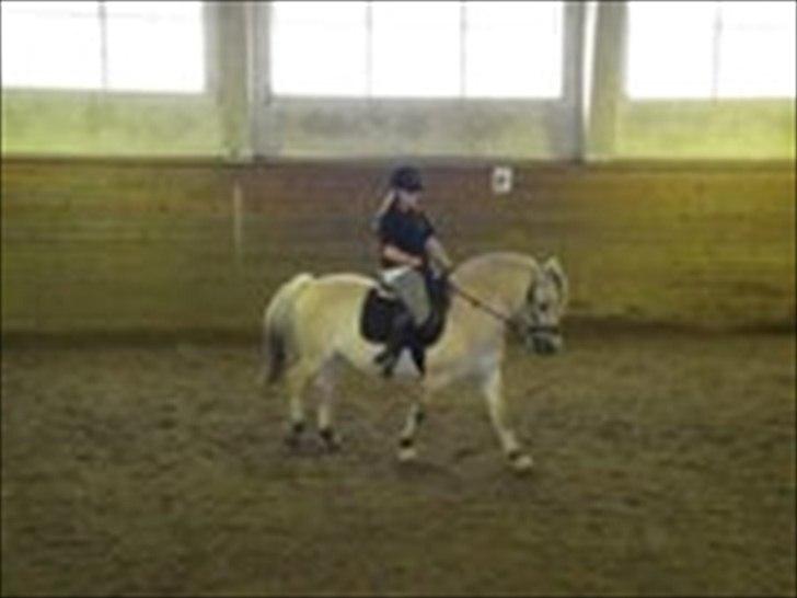 Fjordhest Pouline - <3
- Beklager kvaliteten.. billede 16