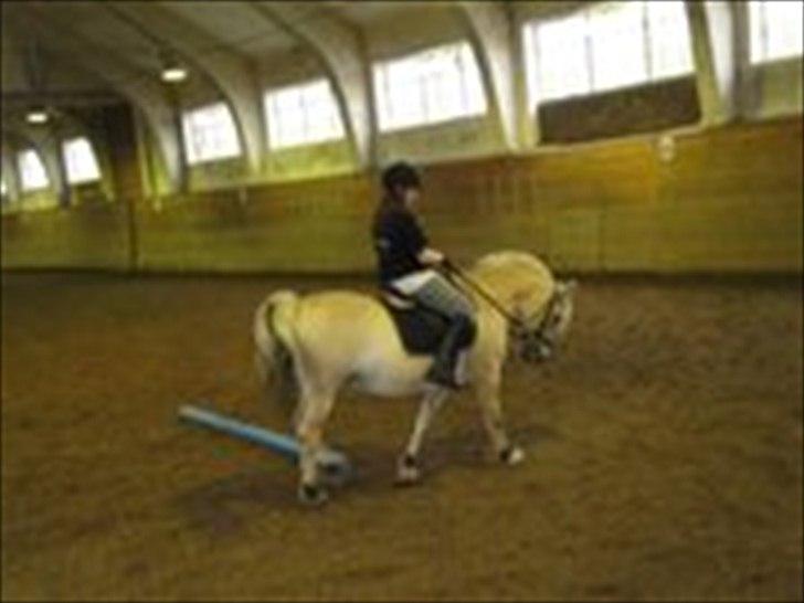 Fjordhest Pouline - <3
- Beklager kvaliteten.. billede 10