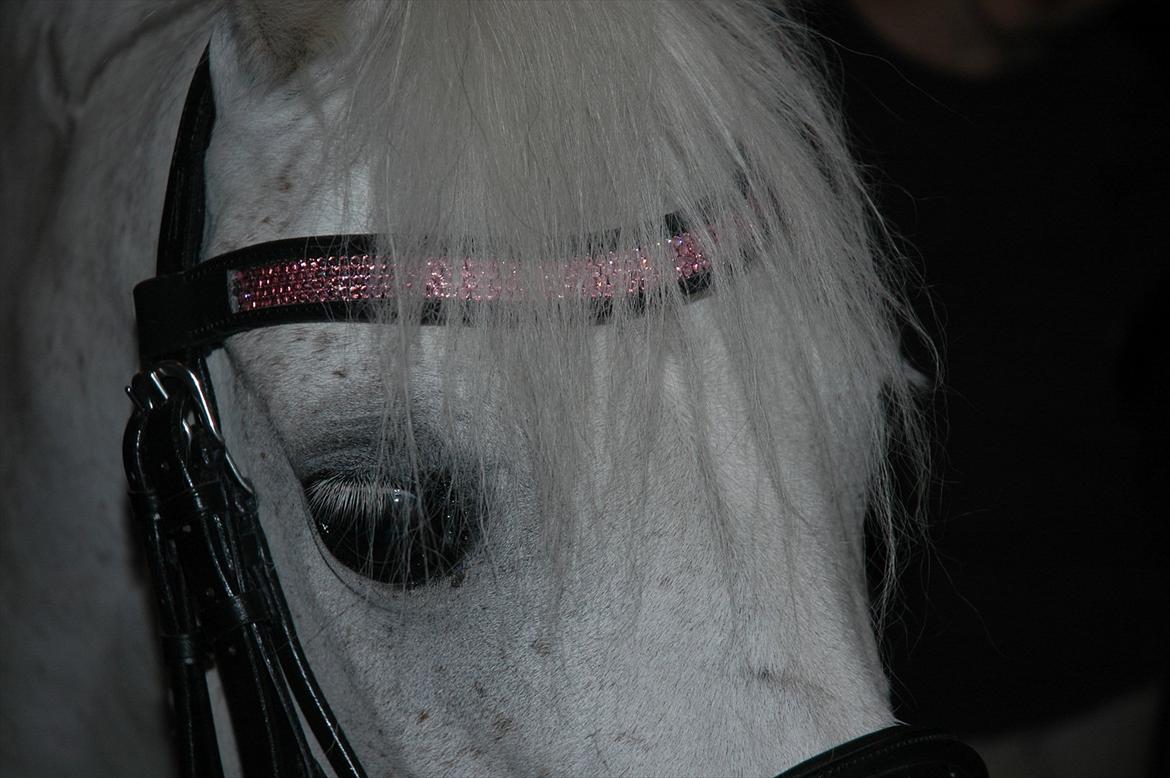 Anden særlig race Ballerina<3 billede 1