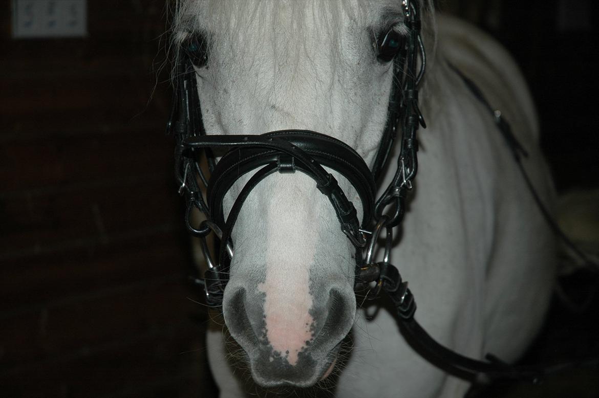 Anden særlig race Ballerina<3 billede 2