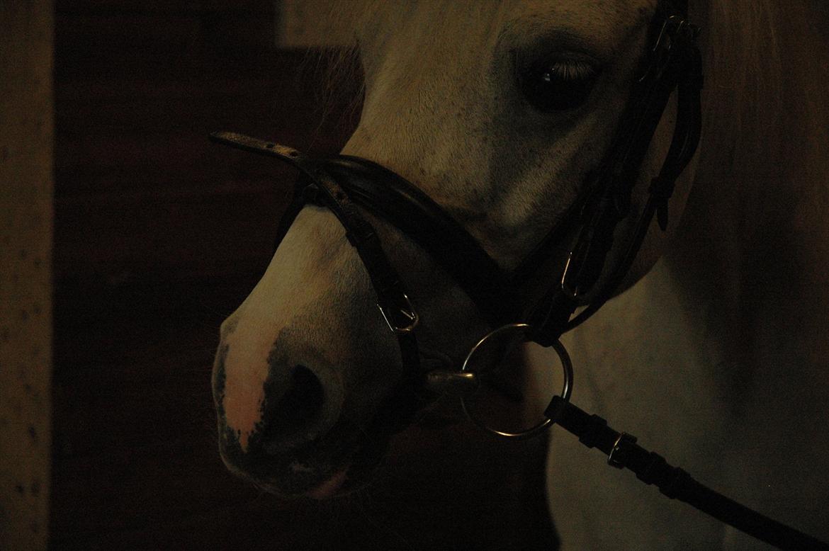 Anden særlig race Ballerina<3 billede 3