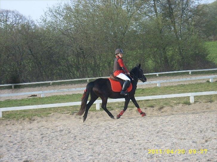 Welsh Mountain (sec A) * * * *Chanti* * * * my prinses ever <3<3<3<3<3333 - trav billede 12