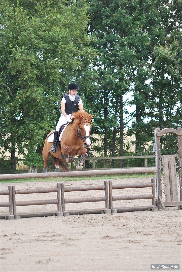 Anden særlig race Lego Star - 90 cm sløjfespring fejlfri
august 2011 HARK
foto: Sara Johansen billede 10