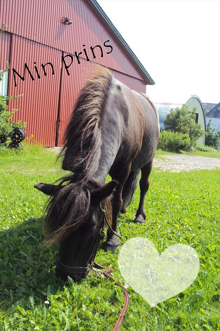 Shetlænder Bølle - love ya<3
redigeret af: mig<3 billede 16