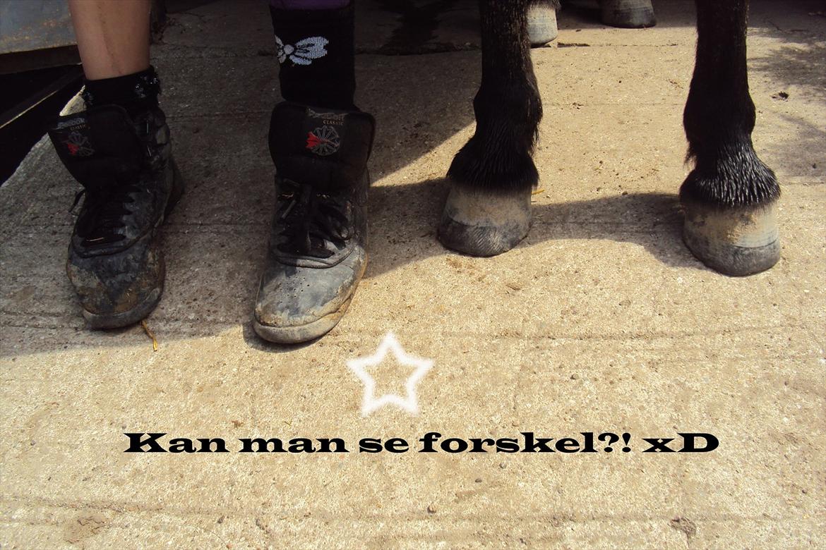 Shetlænder Bølle - hmm ja det kan man <3
redigeret af: Ronja (mig<3) billede 10