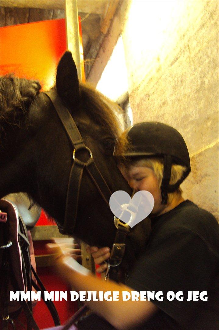 Shetlænder Bølle billede 17