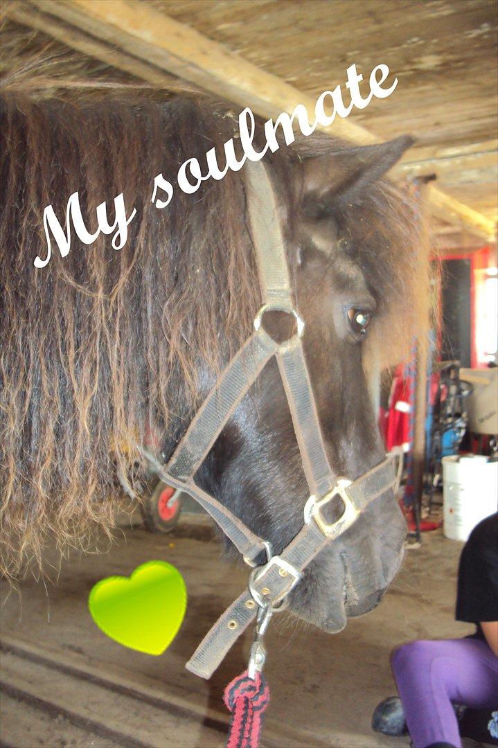 Shetlænder Bølle - soulmate *staves* xP
redigeret af: mig<3 billede 4