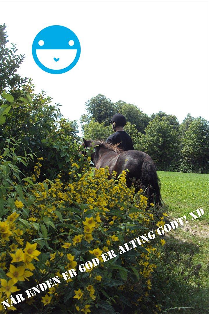 Shetlænder Bølle - Som sagt når enden er god er alting godt
redigeret af: migh:) billede 18