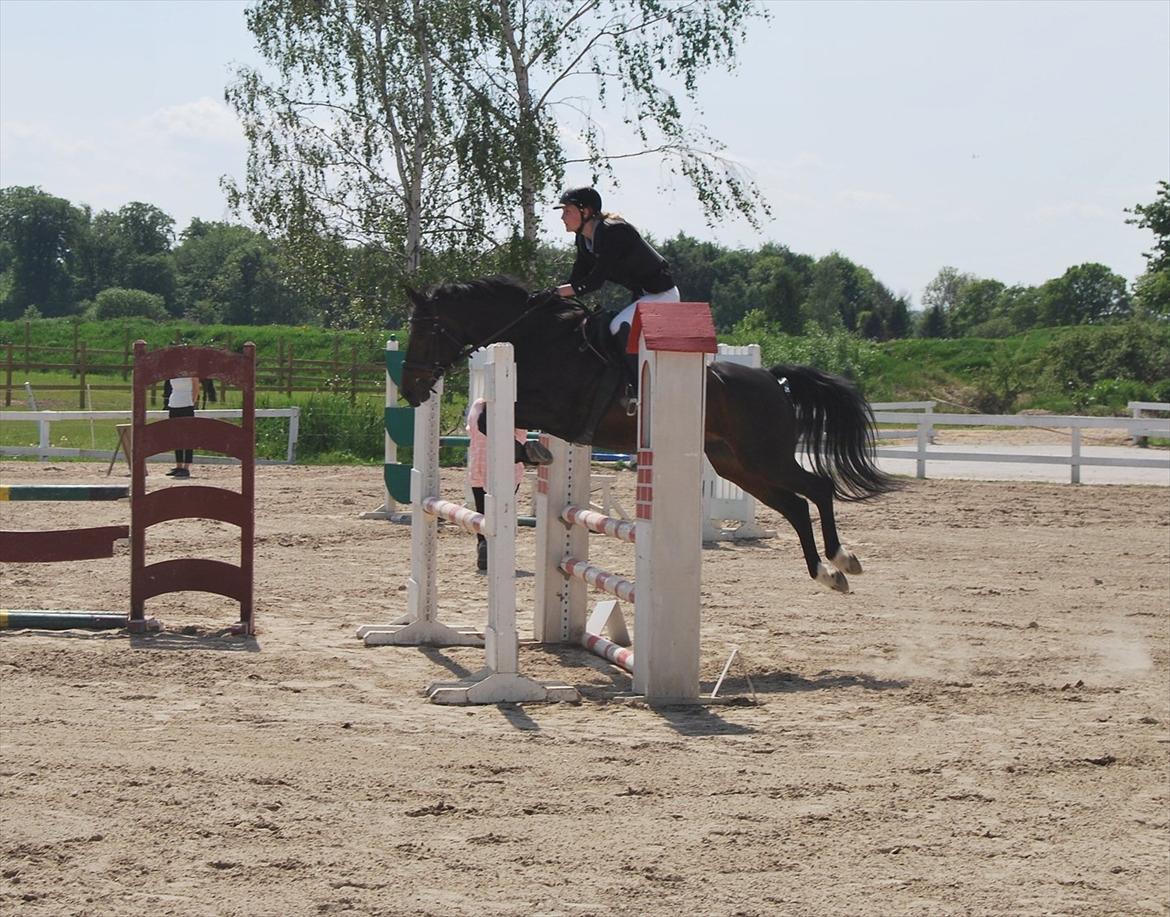 Anden særlig race Lux Liberty - Part billede 11