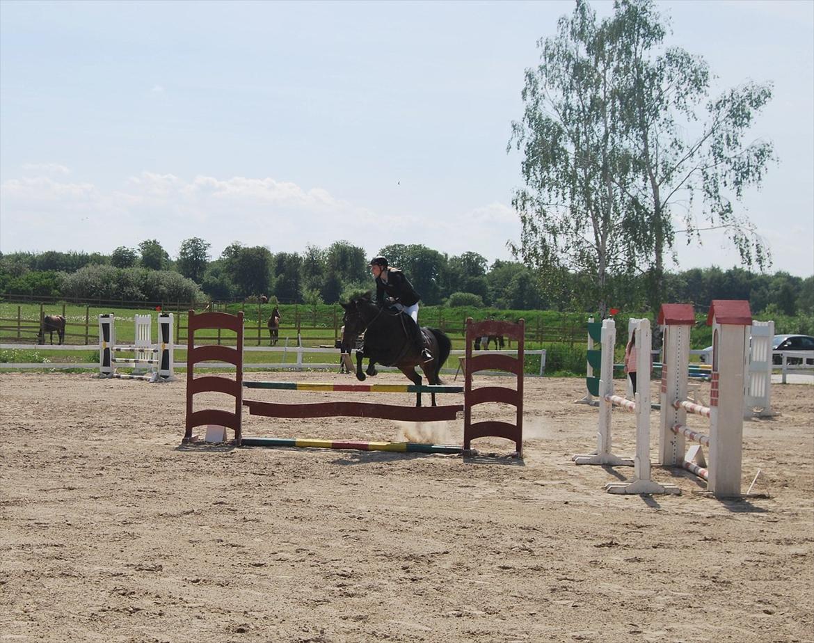 Anden særlig race Lux Liberty - Part billede 1