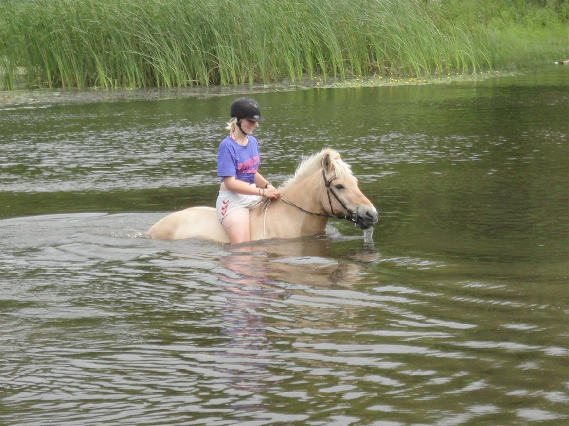 Fjordhest Kabbina - Seriøst en fed oplevelse og de elskede det!  billede 4