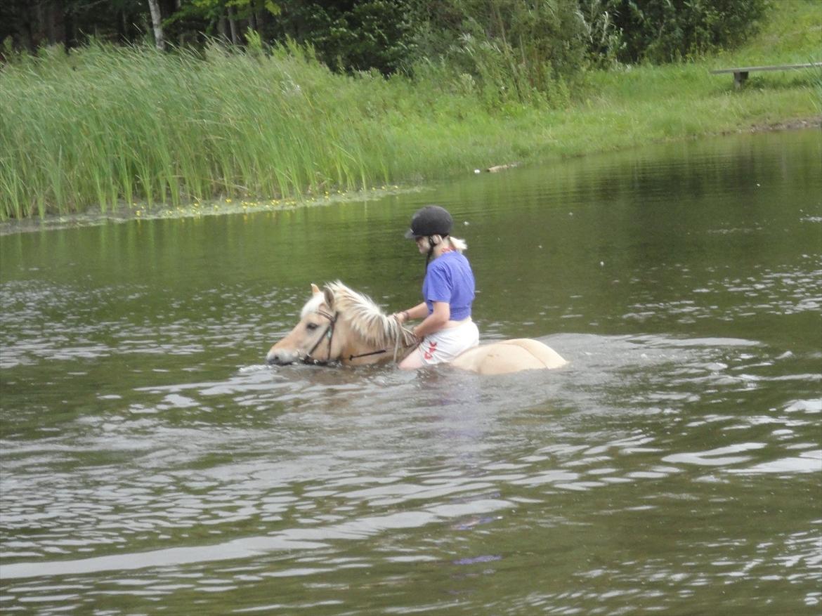 Fjordhest Kabbina - <3 billede 6