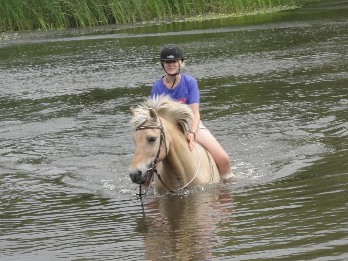 Fjordhest Kabbina - Wuhu <3  billede 12