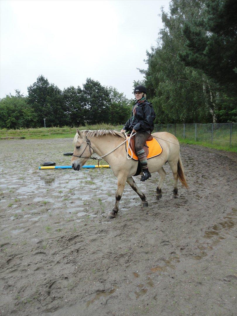 Fjordhest Kabbina - Prøvede at ride kræet i rebgrime... Gik godt de første 10 min. xD  billede 7