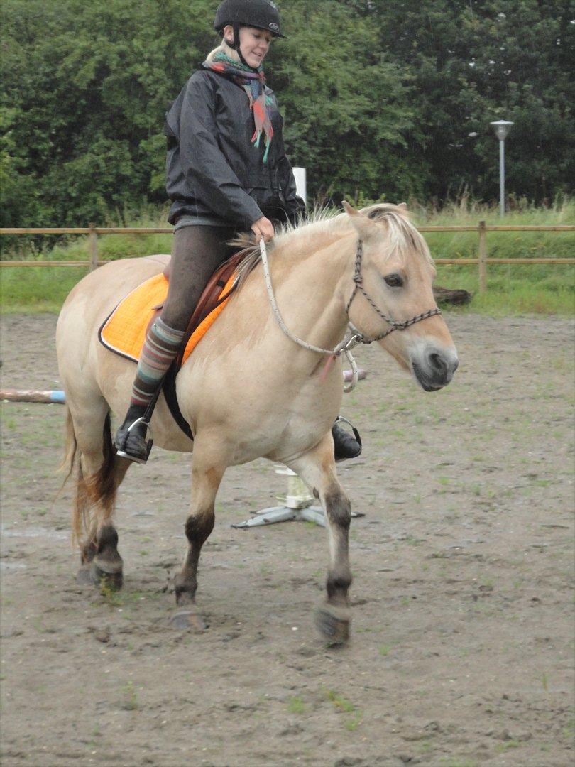 Fjordhest Kabbina - Sjaaaw :3 billede 13