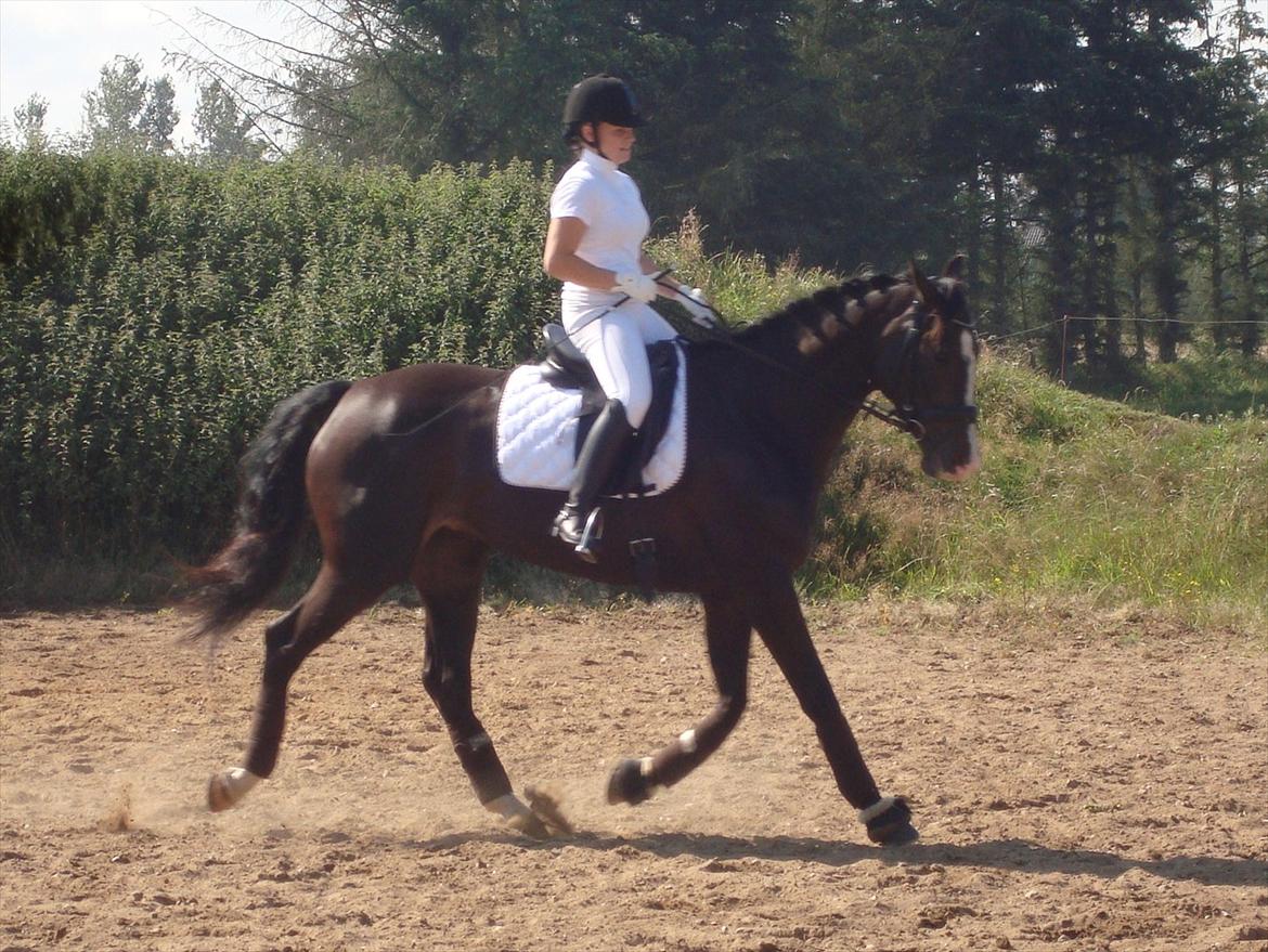 Dansk Varmblod Giza - Opvarmning til LA1 (65%) + LB2 (65,93%)  d. 13 aug. 2011 billede 7