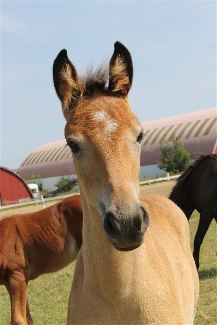 Anden særlig race Frk. Nitus billede 1