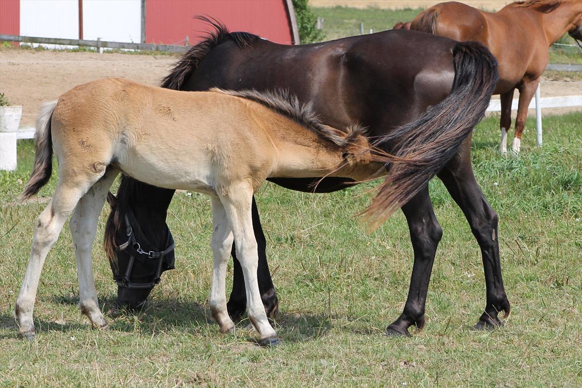 Anden særlig race Frk. Nitus billede 2