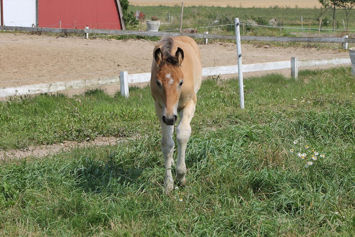 Anden særlig race Frk. Nitus billede 3
