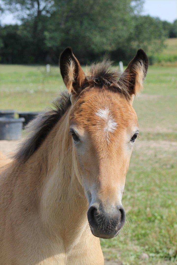 Anden særlig race Frk. Nitus billede 4