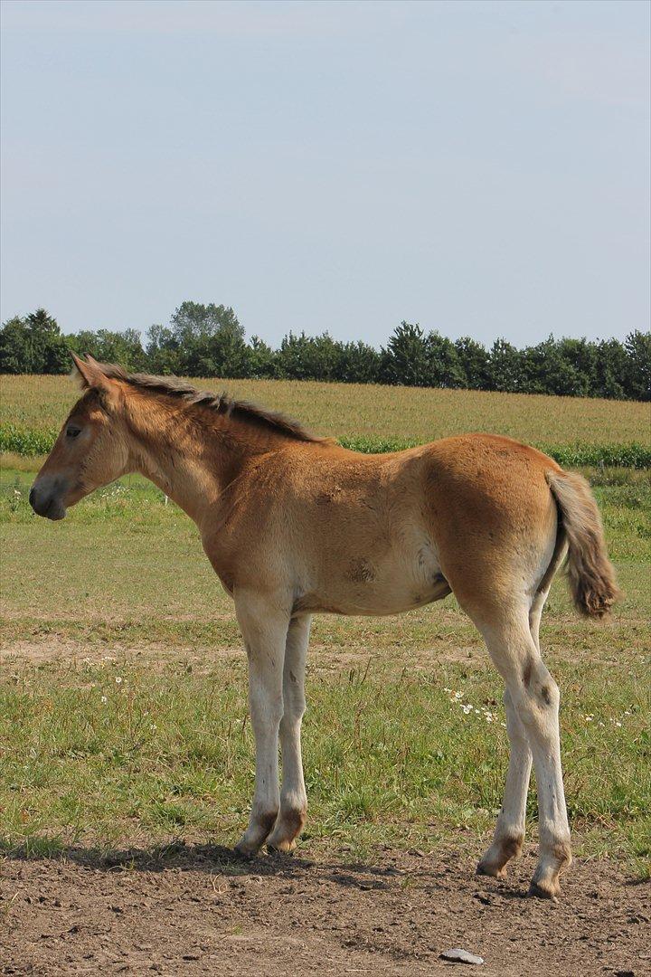 Anden særlig race Frk. Nitus billede 5