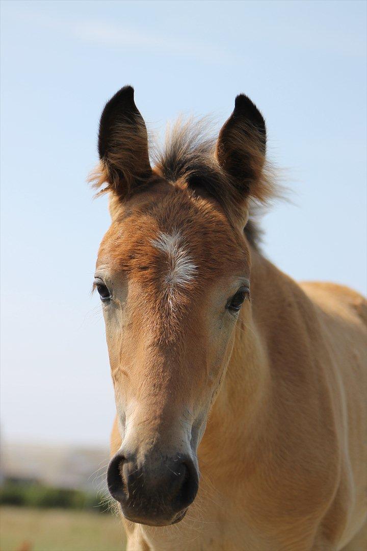 Anden særlig race Frk. Nitus billede 6