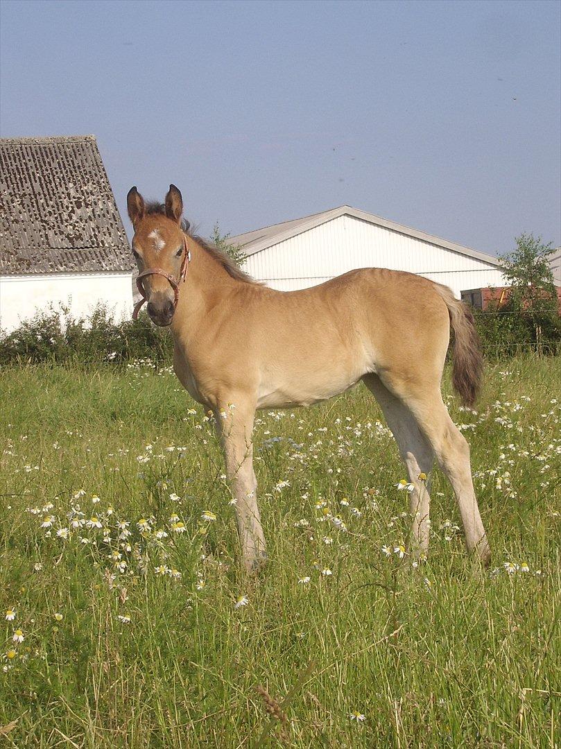 Anden særlig race Frk. Nitus billede 7