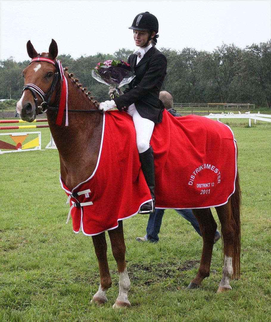 Hollandsk Sportspony Delmonte du Bois  B-pony - Distriktmester i dressur 2011 i reg. 12 d.14-08-2011 red.70,887% billede 5