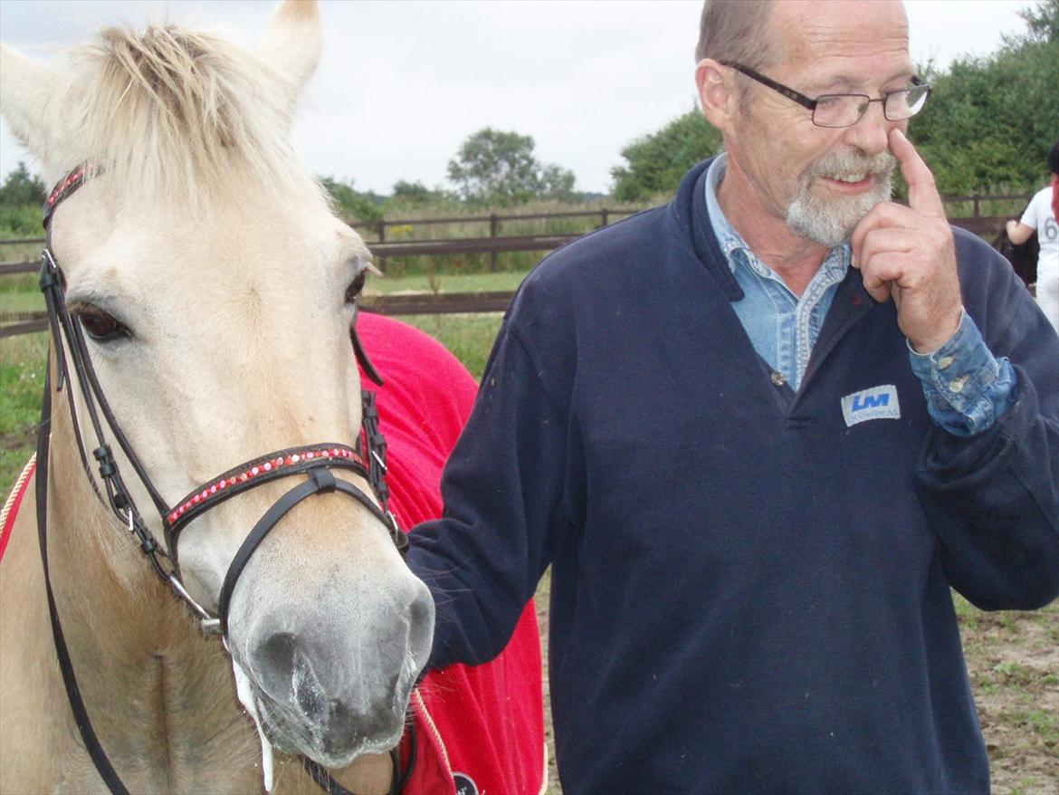 Fjordhest MUSSE ( Dejlig Pige) - Harry skritter hans hest af i Kamdal før dyrlæge tjek billede 18