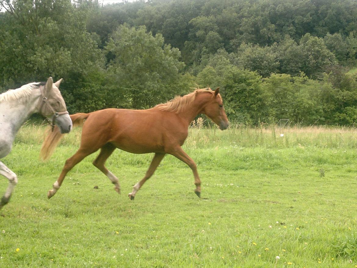 Palomino Brogaards shooting star billede 20