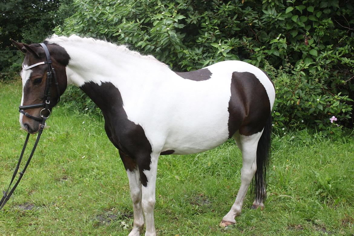 Pinto Kobjerggård's Pessoa - Sommer billede <3 

Fotograf: Karoline Ryberg<3 :-*<3 billede 8