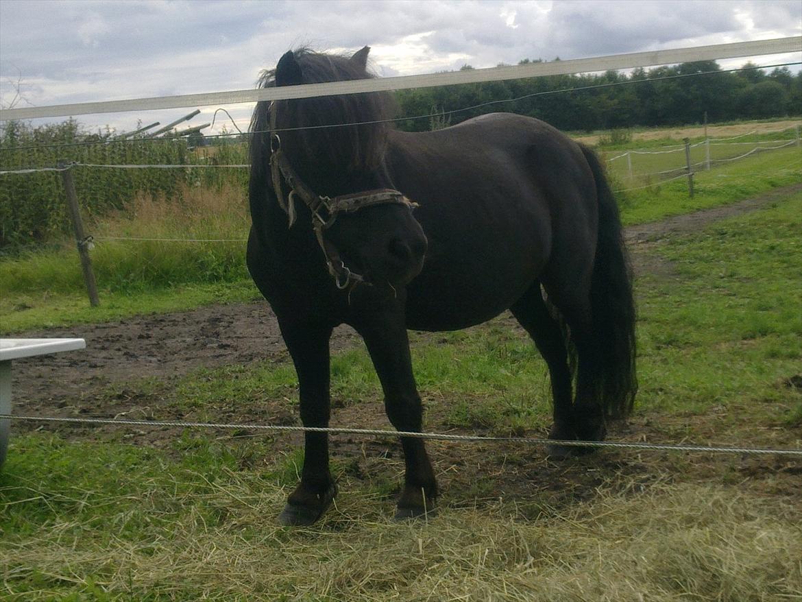 Anden særlig race Antos Kandis - 11/8/2011 billede 13