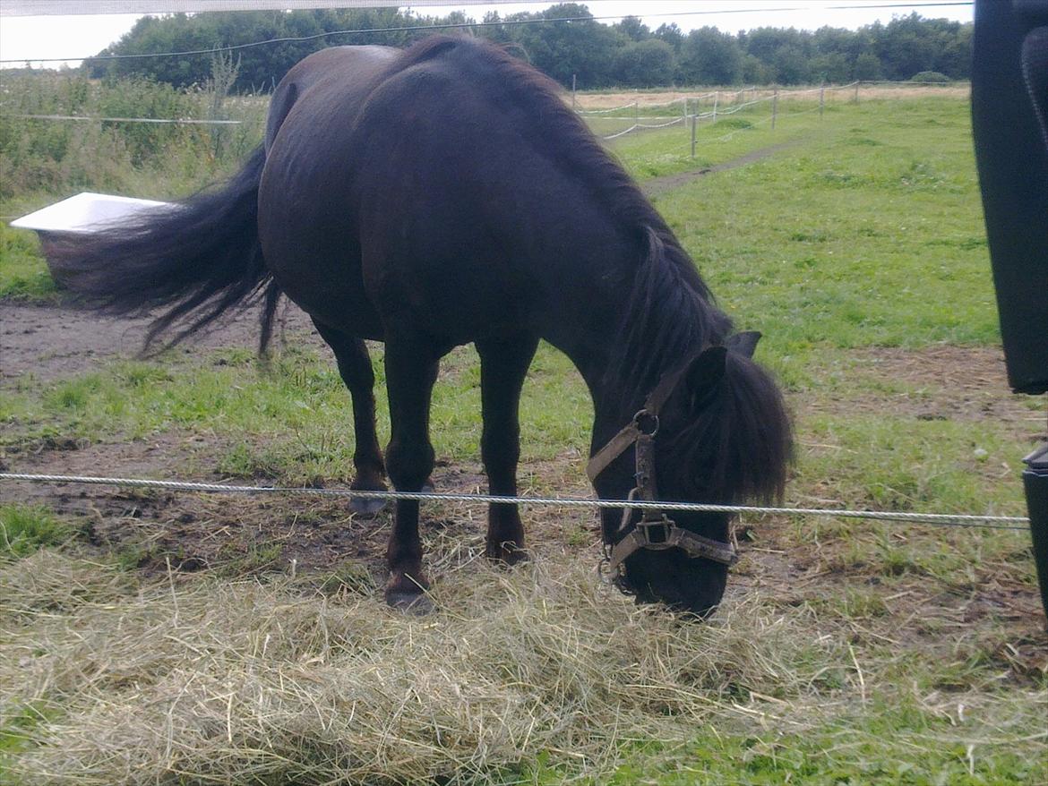 Anden særlig race Antos Kandis - 11/8/2011 billede 14