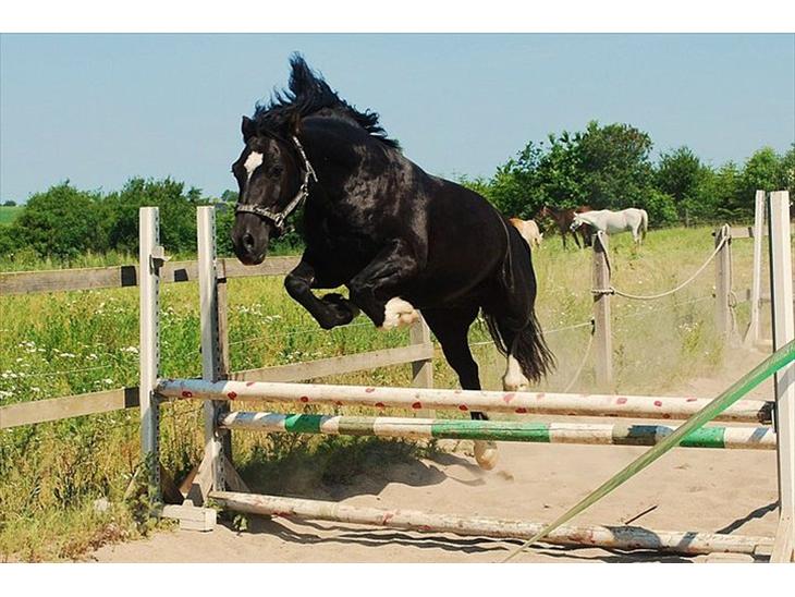 {{currentPhoto.altText}} billede {{currentPhoto.number}}