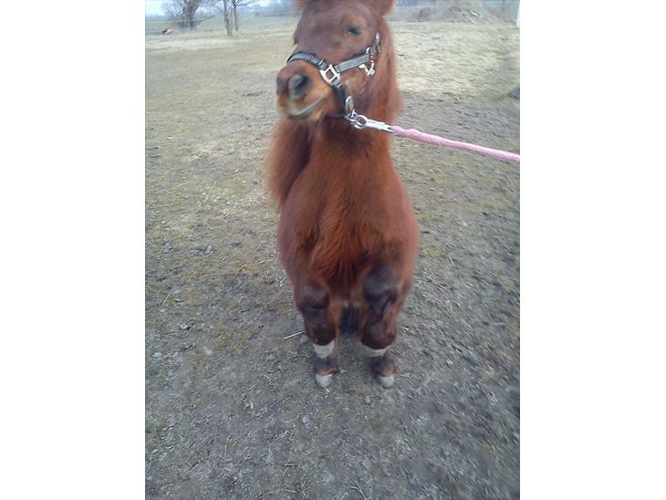 {{currentPhoto.altText}} billede {{currentPhoto.number}}