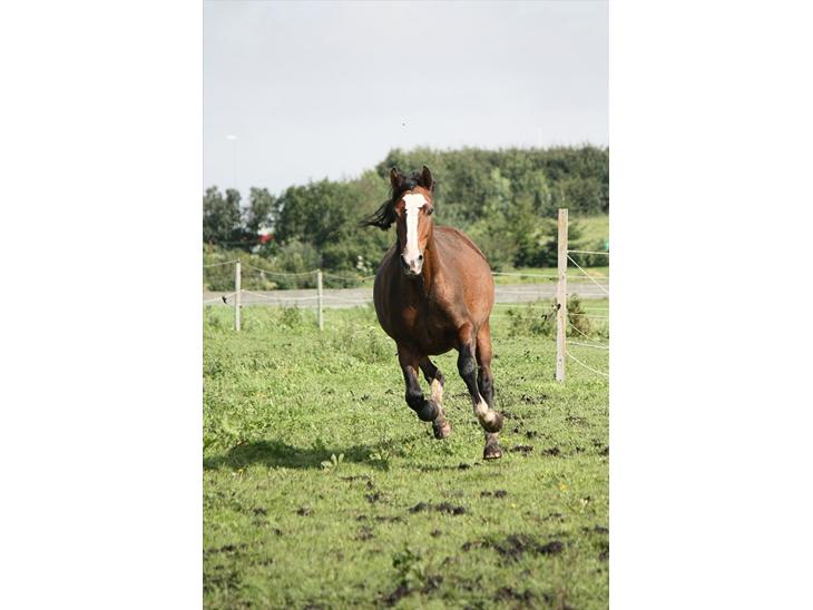 {{currentPhoto.altText}} billede {{currentPhoto.number}}