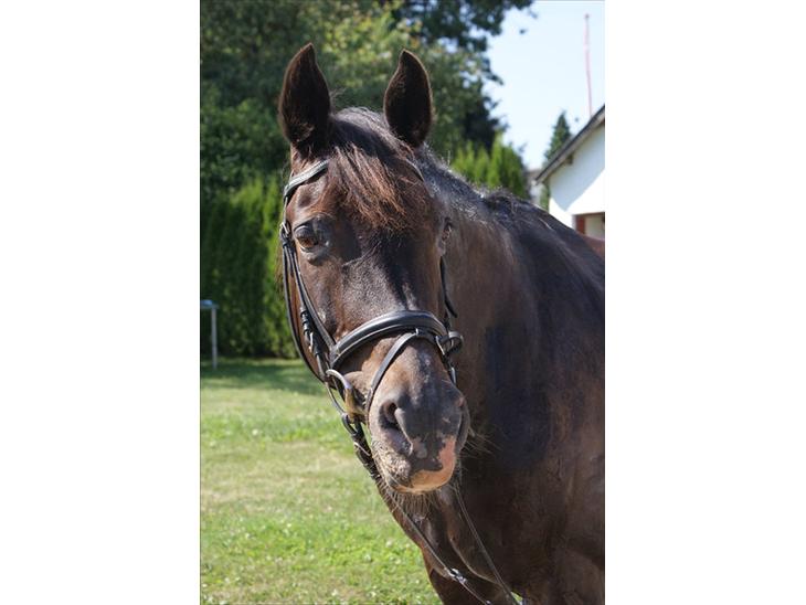 {{currentPhoto.altText}} billede {{currentPhoto.number}}