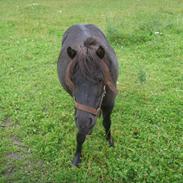 Shetlænder lotte. Himmelhest :'(