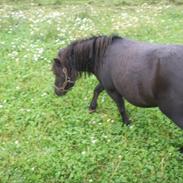 Shetlænder lotte. Himmelhest :'(