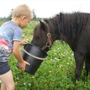 Shetlænder lotte. Himmelhest :'(