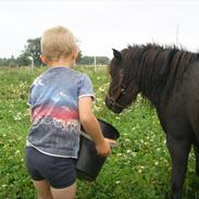Shetlænder lotte. Himmelhest :'(