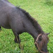 Shetlænder lotte. Himmelhest :'(