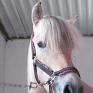 Fjordhest Fenja "Tidl låne pony"