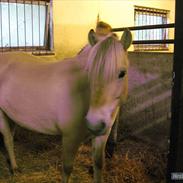 Fjordhest Fenja "Tidl låne pony"